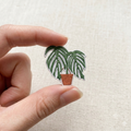 Monstera 'Burle Marx Flame'