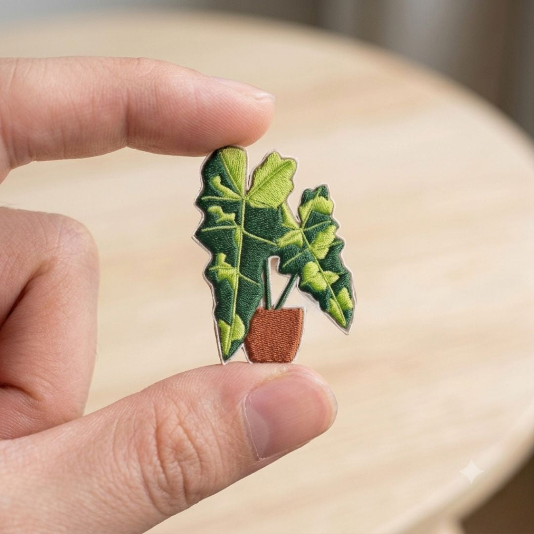 Philodendron 'Cosmic'